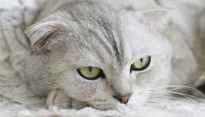 开云娱乐-莱万状态火热，连续7场在德甲破门，莱万2020集锦